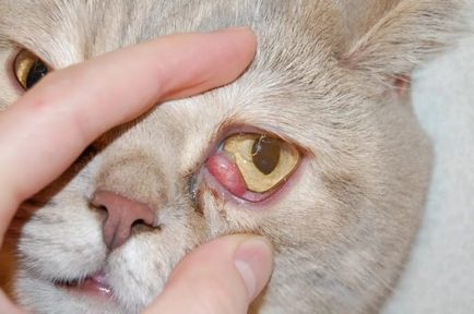 Vörös szemű macskák - tünetek, kezelés, gyógyszerek, okai a legjobb barátok