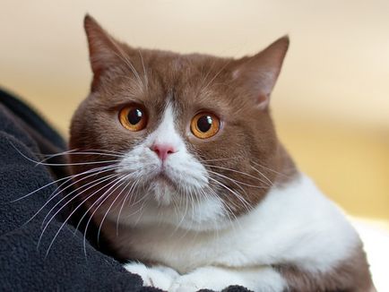 Vörös szemek okoz macskák nem, a kezelés