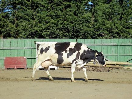 Kezelése tehén tőgy ödéma, zúzódás, szemölcsök, a himlő, gyulladás