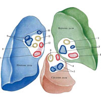 Pulmonalis törzs 1