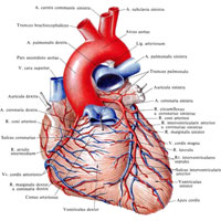 Pulmonalis törzs 1