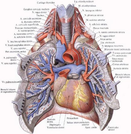 Pulmonalis törzs - a