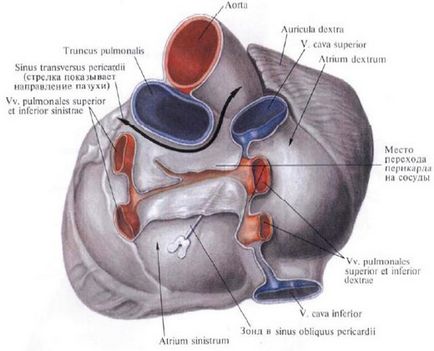 Pulmonalis törzs - a