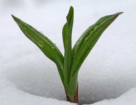 Ecetes Ramson - tárháza vitaminok