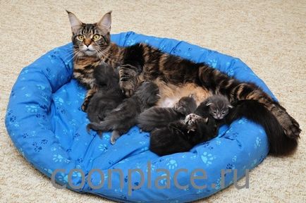 Tejelválasztó receptek fokozza szoptatás szoptatós macskáknak