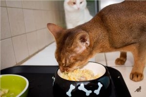 Természetes élelmiszer macskáknak