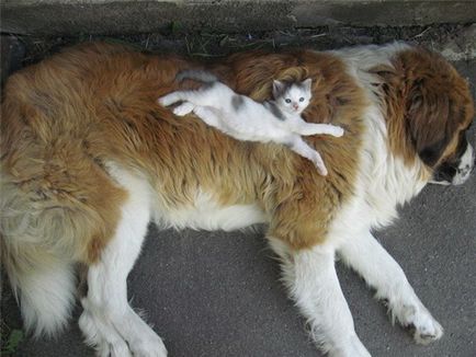 A barátságról kutyák és macskák (30 fotó)