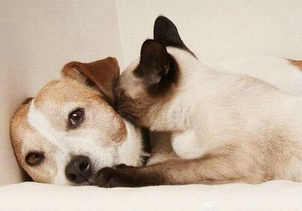 A barátságról kutyák és macskák (30 fotó)