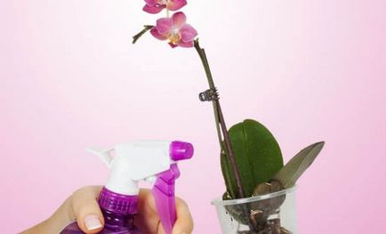 Orchideák, mint megtermékenyíteni a növények otthon