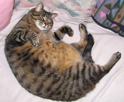 Az elhízás a macskák