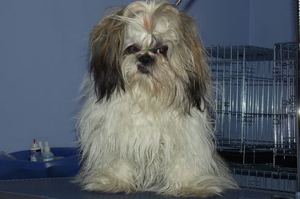 Gennyes bőrgyulladás kutyáknál fotó, tünetei és kezelése a betegség