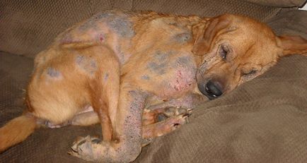 Gennyes bőrgyulladás kutyáknál fotó, tünetek, kezelés