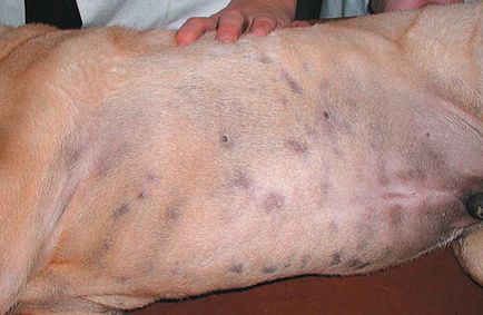 Gennyes bőrgyulladás kutyáknál okoz, kezelése és megelőzése