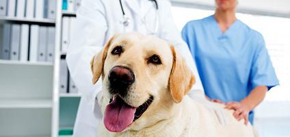 Gennyes bőrgyulladás kutyáknál tünetek és a kezelés