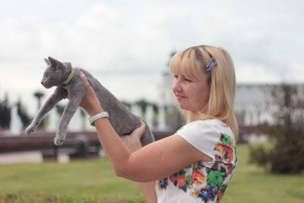 Magyar Ebtenyésztők kék macska razdolie kínál kiscicák címmel szülők, van