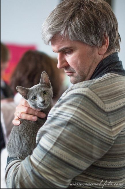 Magyar Ebtenyésztők kék macska razdolie kínál kiscicák címmel szülők, van