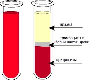 A vérplazma összetétele, tulajdonságai, függvények, hogy mire van szükség, plazmatranszfúzió