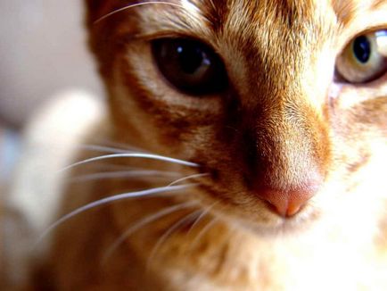 Miért macskák dorombolni fiziológiai és pszichológiai