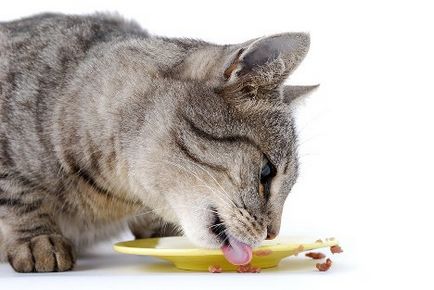 Miért nem lehet megetetni a macskát csak húst cikk