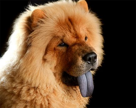 Miért kék kutya nyelvén a kutya kék lett megfeketedett nyelve