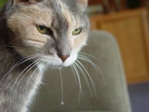 Miért macskák nyáladzás, az ok és mi a teendő