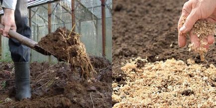 Termékenyítő sárgarépa nyílt terepen műtrágya és gondozás, ha ültetés és a növekvő