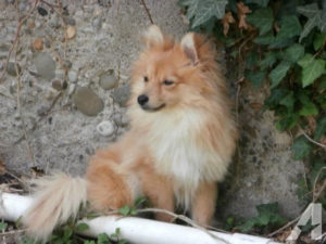 Pomerániai fox - fajta leírást képek és videó