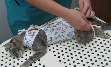 Takarót a macska sterilizálás után helyesen használják