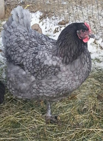 A Jersey óriás csirkék fajta leírás, vélemények a tulajdonosok, videó és  fotók