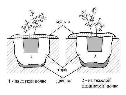 Ültetés és gondozása a kertben áfonya