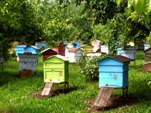 Szabályzat méhészeti otthon
