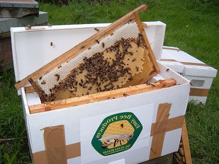 Megfelelő formáció dugványok, hogy növelje a méh méhészet