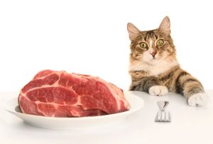 A megfelelő táplálkozás macskák