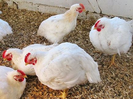 A gyógyszer chiktonik - használati utasítás a broiler csirkék