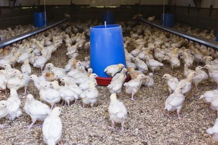 A gyógyszer chiktonik - használati utasítás a broiler csirkék