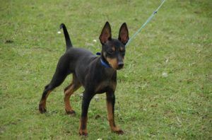 Támadások játék terrier - nem elég a levegő, a nyelv kék színűvé, akkor levonjuk láb (hiányzik) Támadások játék terrier - nem elég a levegő, a nyelv kék színűvé, levonjuk mancs