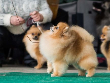 Ringovki kiválasztási szabályok ravasz tartozék kutyáknak