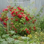 Roses az országban (38 fotó) különösen szívós, évelő növények, hogyan kell bevenni fotók és videók