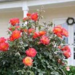 Roses az országban (38 fotó) különösen szívós, évelő növények, hogyan kell bevenni fotók és videók