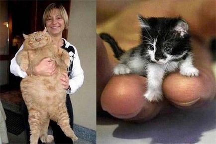 A legkisebb macska a világon, érdekességek