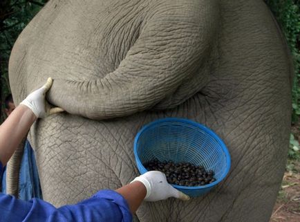 A legdrágább kávé a világon készült elefánt ürülék