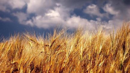 Növények a gabonafélék, zöldségek és ipari növények (mezőgazdasági) Crops gabonafélék, zöldségek és ipari növények