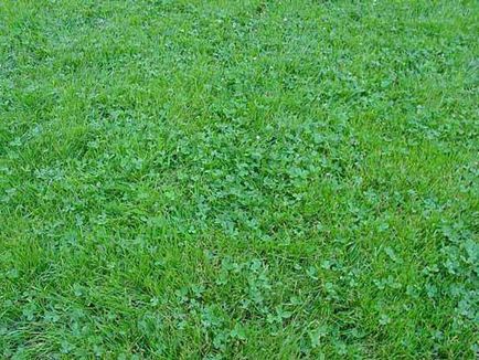 Crops gabonafélék, zöldségek és ipari növények (zöldségek) Crops gabonafélék, zöldségek és ipari növények