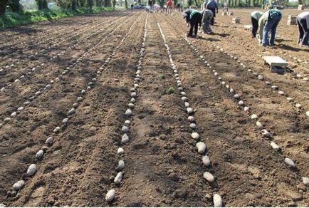 Crops gabonafélék, zöldségek és ipari növények (gabonafélék) Crops gabonafélék, zöldségek és ipari növények
