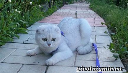 Ezüst csincsilla macska