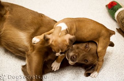 Schennaya kutya (szuka) takarmányozási és etetés egy kutya gondozás