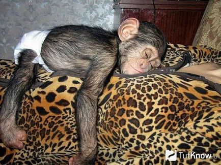 Csimpánz tartalmakat, otthon