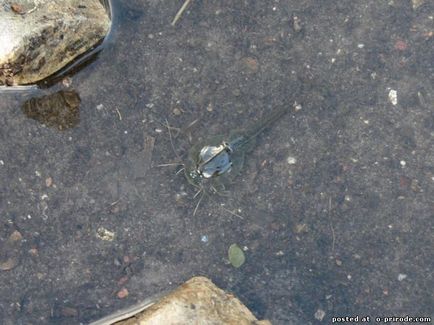 Szczytno - élő kövületek - 13 fotó - kép - képek természetes világ (élő kövületek - 13 fotó) Szczytno - élő kövületek - 13 fotó - kép - képek természetes világ