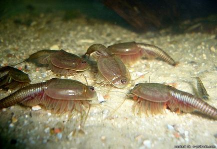 Szczytno - élő kövületek - 13 fotó - kép - képek természetes világ (a legősibb fajtája) Szczytno - élő kövületek - 13 fotó - kép - képek természetes világ