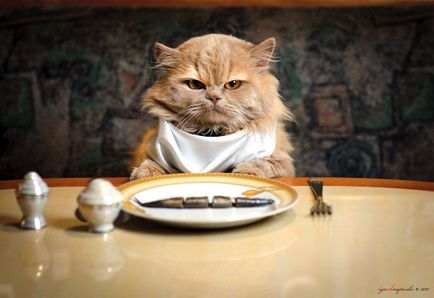 Hányszor egy nap etetni a macskát